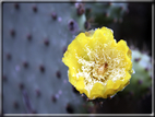 foto Flora e la fauna della Isole Galapagos